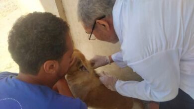 بيطري دمياط تطلق حملة مكبرة لتحصين الكلاب الحرة